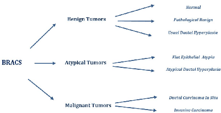 Figure 3 for Beyond Labels: A Self-Supervised Framework with Masked Autoencoders and Random Cropping for Breast Cancer Subtype Classification