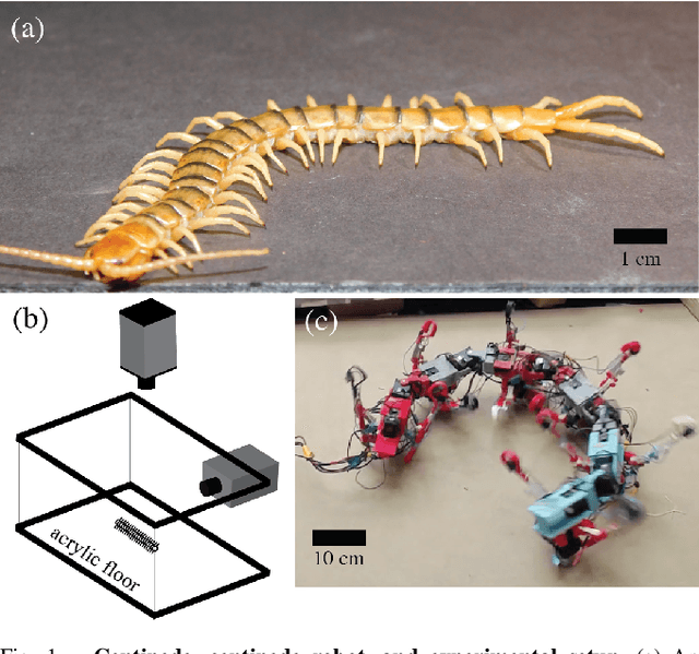 Figure 1 for Effective self-righting strategies for elongate multi-legged robots