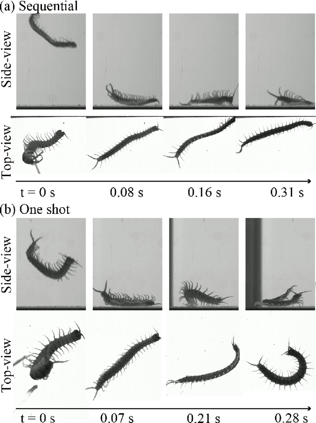 Figure 2 for Effective self-righting strategies for elongate multi-legged robots