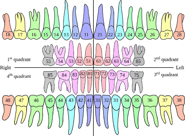 Figure 3 for Semi-supervised classification of dental conditions in panoramic radiographs using large language model and instance segmentation: A real-world dataset evaluation