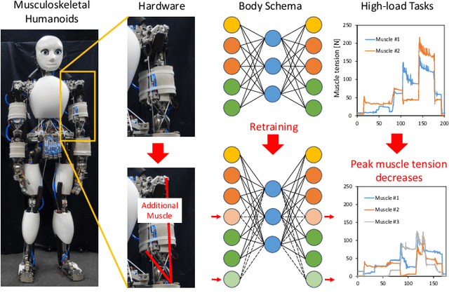 Figure 1 for Adaptive Body Schema Learning System Considering Additional Muscles for Musculoskeletal Humanoids