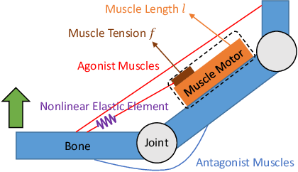 Figure 2 for Adaptive Body Schema Learning System Considering Additional Muscles for Musculoskeletal Humanoids