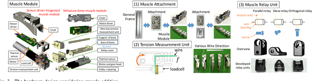 Figure 3 for Adaptive Body Schema Learning System Considering Additional Muscles for Musculoskeletal Humanoids