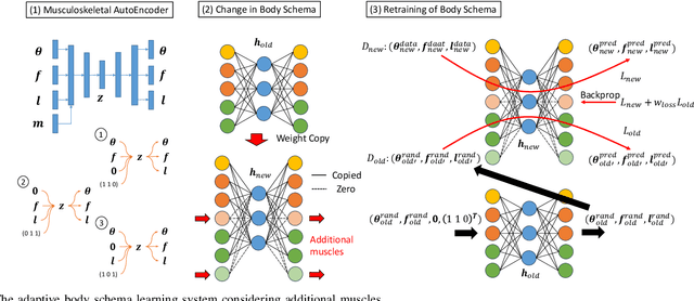 Figure 4 for Adaptive Body Schema Learning System Considering Additional Muscles for Musculoskeletal Humanoids