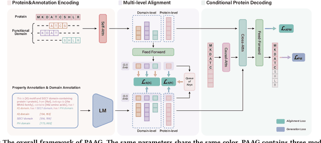 Figure 3 for Functional Protein Design with Local Domain Alignment