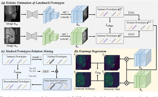 Figure 3 for Cephalometric Landmark Detection across Ages with Prototypical Network