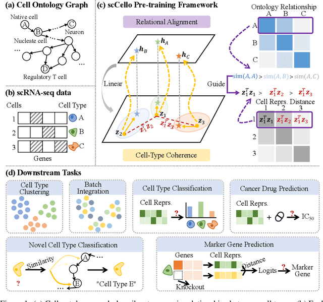 Figure 1 for Cell-ontology guided transcriptome foundation model