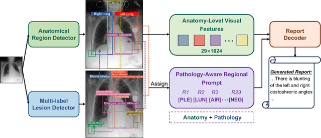 Figure 1 for Anatomy-Guided Radiology Report Generation with Pathology-Aware Regional Prompts