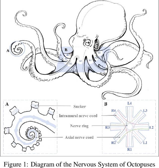 Figure 1 for Octopus Inspired Optimization Algorithm: Multi-Level Structures and Parallel Computing Strategies