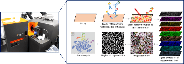 Figure 1 for NCL-SM: A Fully Annotated Dataset of Images from Human Skeletal Muscle Biopsies
