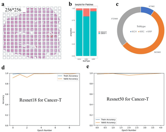 Figure 4 for RCdpia: A Renal Carcinoma Digital Pathology Image Annotation dataset based on pathologists