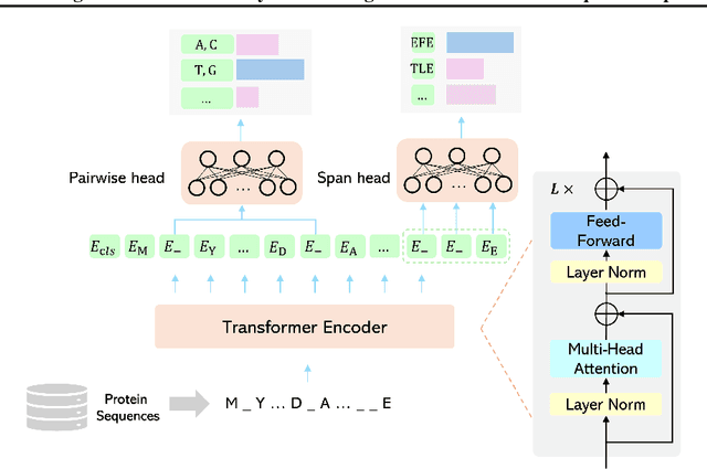 Figure 3 for SFM-Protein: Integrative Co-evolutionary Pre-training for Advanced Protein Sequence Representation