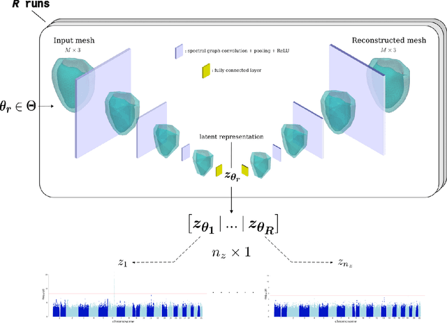 Figure 1 for Unsupervised ensemble-based phenotyping helps enhance the discoverability of genes related to heart morphology