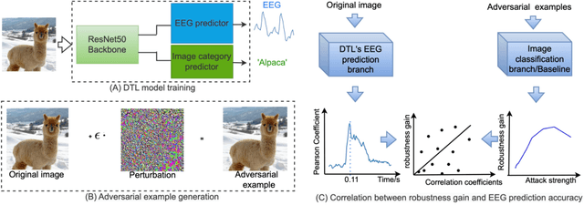 Figure 1 for Limited but consistent gains in adversarial robustness by co-training object recognition models with human EEG