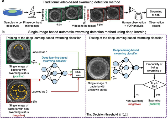 Figure 1 for Deep Learning-based Detection of Bacterial Swarm Motion Using a Single Image