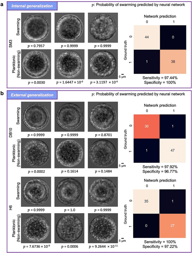 Figure 3 for Deep Learning-based Detection of Bacterial Swarm Motion Using a Single Image