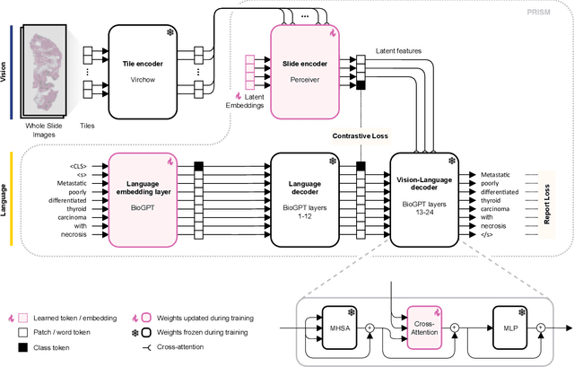 Figure 3 for PRISM: A Multi-Modal Generative Foundation Model for Slide-Level Histopathology