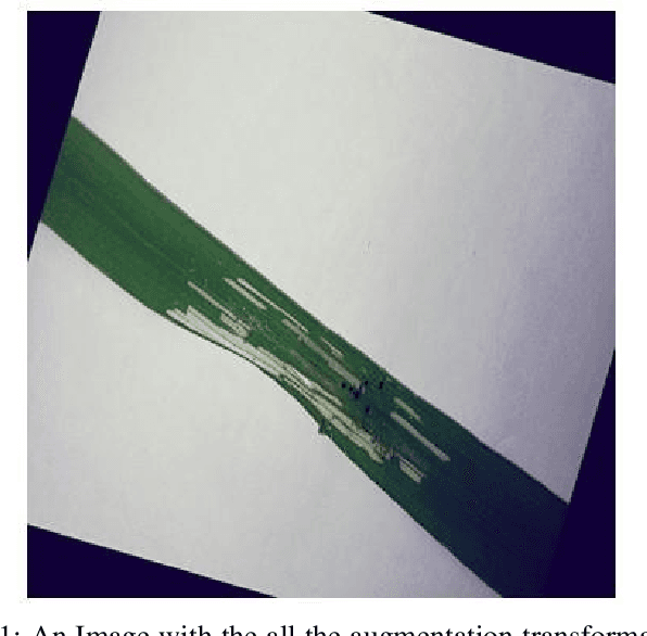Figure 1 for Rice Leaf Disease Detection: A Comparative Study Between CNN, Transformer and Non-neural Network Architectures