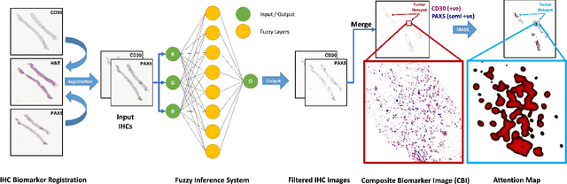 Figure 1 for Composite Biomarker Image for Advanced Visualization in Histopathology