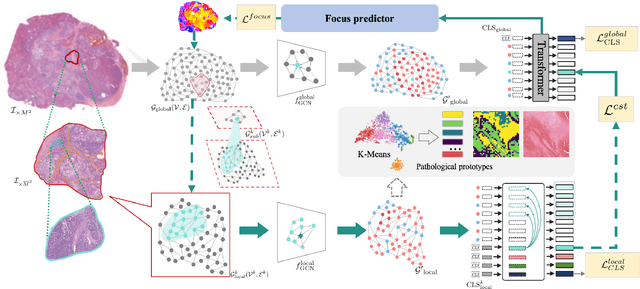 Figure 1 for SEW: Self-calibration Enhanced Whole Slide Pathology Image Analysis