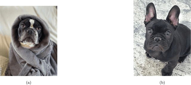 Figure 2 for A New Machine Learning Dataset of Bulldog Nostril Images for Stenosis Degree Classification