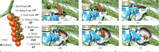 Figure 3 for AHPPEBot: Autonomous Robot for Tomato Harvesting based on Phenotyping and Pose Estimation