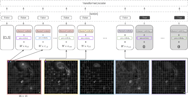 Figure 3 for ChAda-ViT : Channel Adaptive Attention for Joint Representation Learning of Heterogeneous Microscopy Images