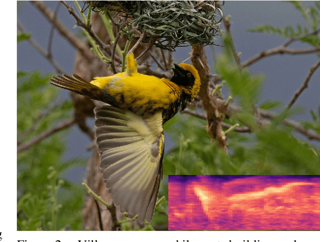 Figure 3 for Automated Bioacoustic Monitoring for South African Bird Species on Unlabeled Data