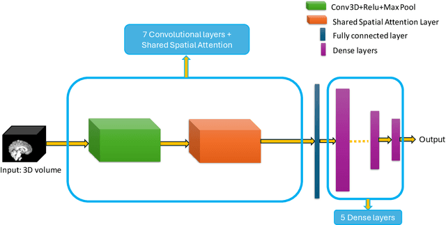 Figure 2 for MRI Volume-Based Robust Brain Age Estimation Using Weight-Shared Spatial Attention in 3D CNNs