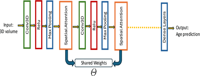 Figure 3 for MRI Volume-Based Robust Brain Age Estimation Using Weight-Shared Spatial Attention in 3D CNNs