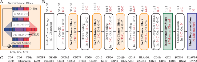 Figure 1 for Interpretable Embeddings for Segmentation-Free Single-Cell Analysis in Multiplex Imaging