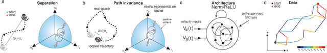 Figure 4 for Self-Supervised Learning of Representations for Space Generates Multi-Modular Grid Cells