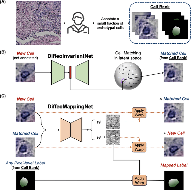 Figure 1 for DiffKillR: Killing and Recreating Diffeomorphisms for Cell Annotation in Dense Microscopy Images