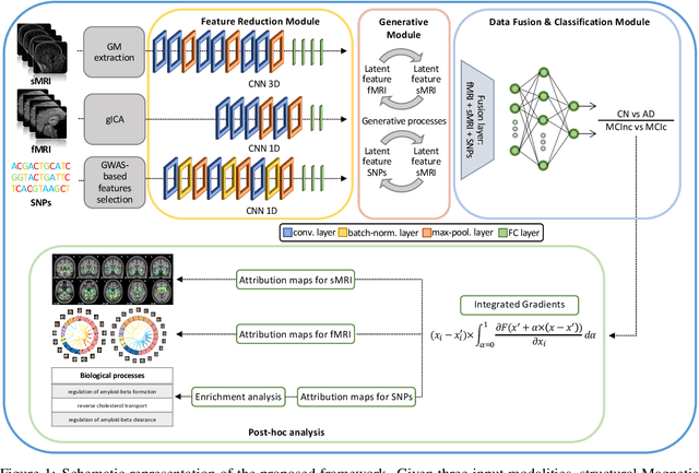 Figure 1 for An interpretable generative multimodal neuroimaging-genomics framework for decoding Alzheimer's disease