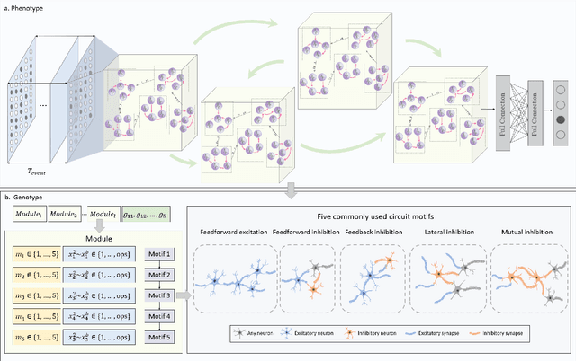 Figure 2 for Brain-inspired Evolutionary Architectures for Spiking Neural Networks