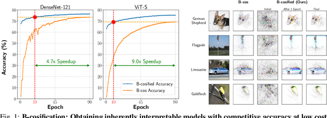 Figure 1 for B-cosification: Transforming Deep Neural Networks to be Inherently Interpretable