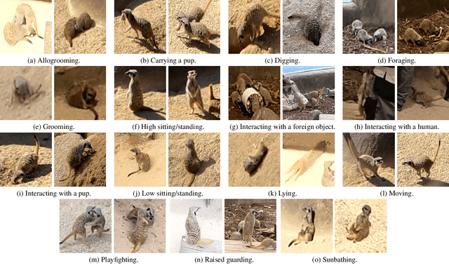 Figure 3 for Meerkat Behaviour Recognition Dataset