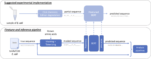 Figure 4 for Peptide Sequencing Via Protein Language Models