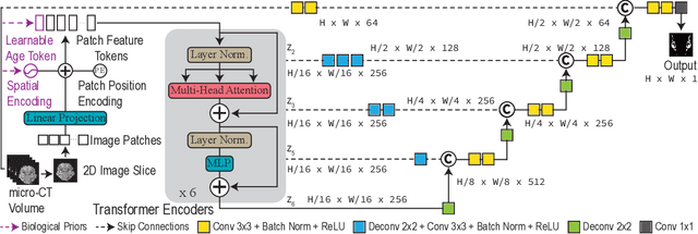 Figure 1 for ConUNETR: A Conditional Transformer Network for 3D Micro-CT Embryonic Cartilage Segmentation