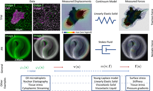 Figure 1 for How accurate is mechanobiology?