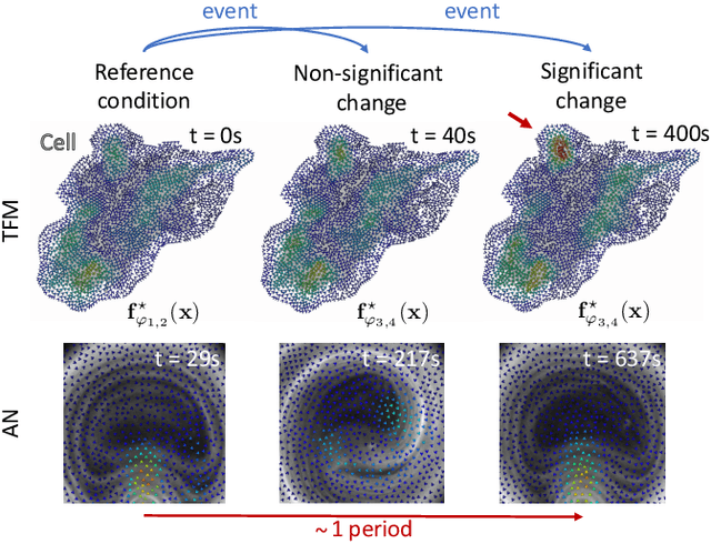 Figure 3 for How accurate is mechanobiology?