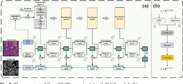 Figure 3 for CausalCellSegmenter: Causal Inference inspired Diversified Aggregation Convolution for Pathology Image Segmentation