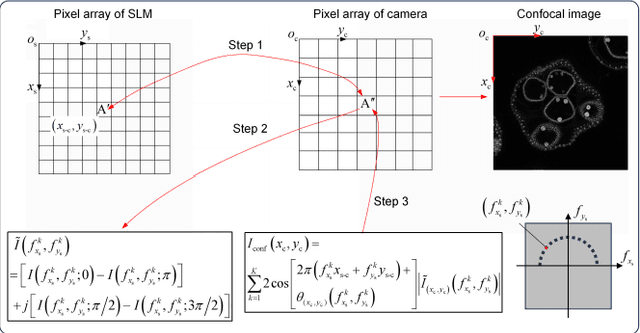 Figure 2 for Confocal structured illumination microscopy