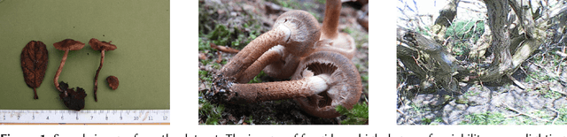 Figure 1 for Fine-Grained Classification for Poisonous Fungi Identification with Transfer Learning