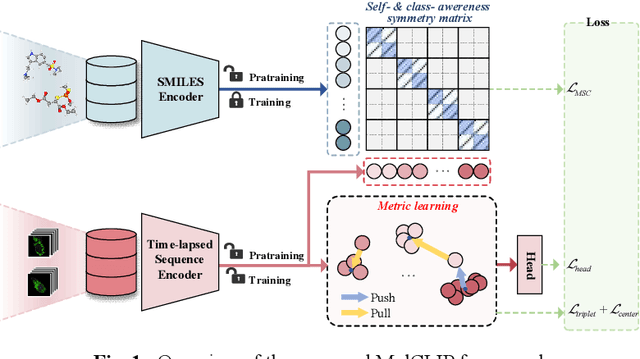 Figure 1 for MolCLIP: A Molecular-Auxiliary CLIP Framework for Identifying Drug Mechanism of Action Based on Time-Lapsed Mitochondrial Images