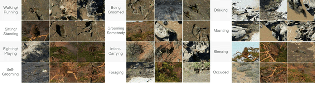 Figure 1 for BaboonLand Dataset: Tracking Primates in the Wild and Automating Behaviour Recognition from Drone Videos