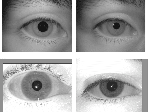 Figure 1 for On the Feasibility of Creating Iris Periocular Morphed Images