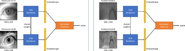 Figure 2 for On the Feasibility of Creating Iris Periocular Morphed Images