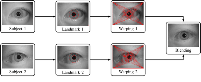 Figure 4 for On the Feasibility of Creating Iris Periocular Morphed Images