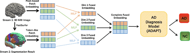 Figure 2 for DS-ViT: Dual-Stream Vision Transformer for Cross-Task Distillation in Alzheimer's Early Diagnosis